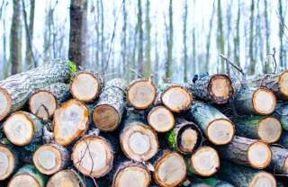 【产业链】中国桉树原木产业链概况以及部分企业优势分析