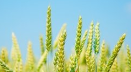 从青小麦转饲料现象透视我国小麦产业发展现状