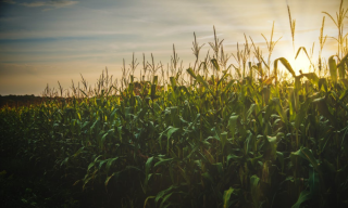 我国玉米行业：种植面积与产量均有所增长 饲料及工业用途是主要应用方向