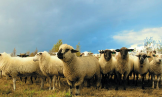 我国羊养殖行业出栏量、产量持续增长 但企业规模效益尚未形成