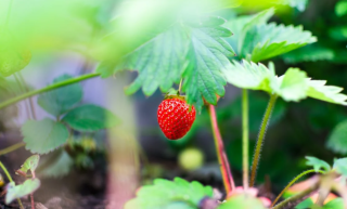 小草莓“大产业” 我国已成为全球最大草莓生产国和消费国