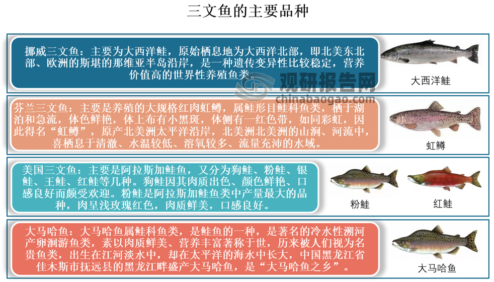 太平洋鲑鱼分类图片