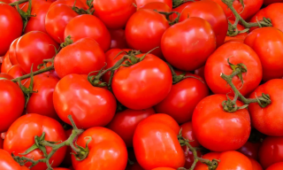 我国西红柿行业现状 栽培面积、产量及出口量呈增长态势 市场走向多元化发展