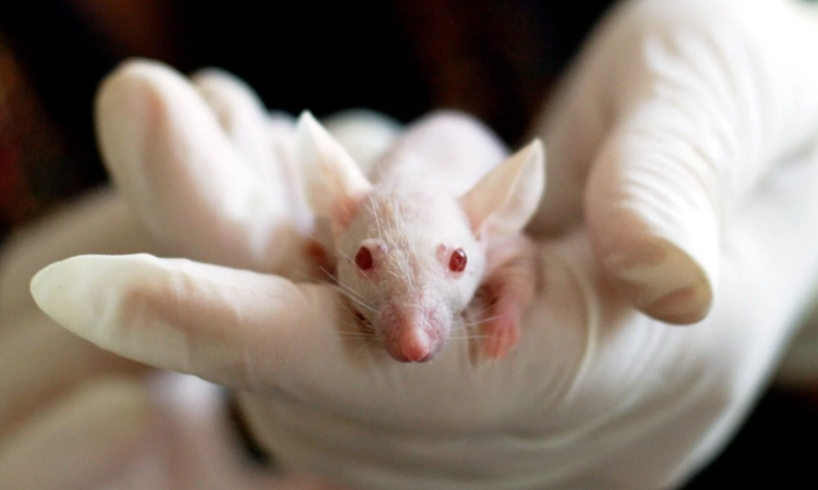 我國模式動物行業現狀與環境分析：政策、技術及生產三大驅動下 模式動物行業“十四五”迎來快速發展期
