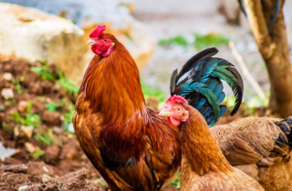 2021年黄羽肉鸡行业生产结构比例、生产区域分布、市场格局及销售形式情况统计