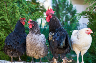 我国蛋鸡养殖行业发展有利及不利因素浅析 经济发展带动禽畜产品消费量提升