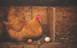 我国蛋鸡养殖行业进入壁垒浅析 规模化养殖趋势提升新入者门槛