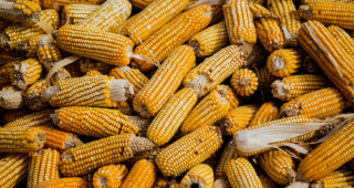 2022年各月度我国玉米、小麦及豆粕现货价格统计