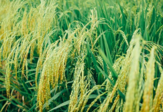 全球小米收获面积、产出率、产量及消费量分析 中国小米产出率较高