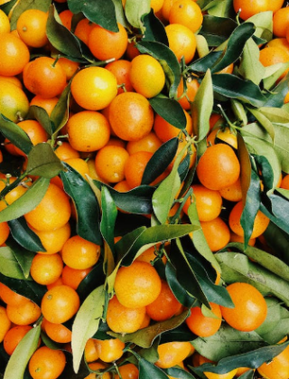 我国橘子行业现状：种植面积、产量、需求量及销售均价均呈增长态势