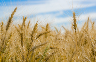 我国小麦加工行业相关政策：引导大型农业企业发展农产品精深加工