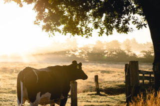 2023农垦乳业联盟成员大会成功召开 目前农垦系统奶牛养殖场已接近发达国家水平