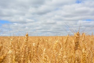 我国小麦行业：惠农政策有助小麦发展 未来小麦总产量走势较好