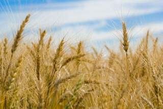 2023年我国小麦进口量同比增长20.31%  澳大利亚为主要进口国
