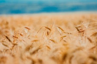 我国及部分省市小麦行业相关政策：限定2024年最低收购价小麦收购总量为3700万吨
