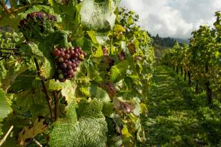 需求带动我国葡萄种植规模增长 行业未来发展将可持续化、多元化、智能化