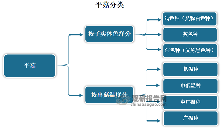 平菇子实体形态结构图图片