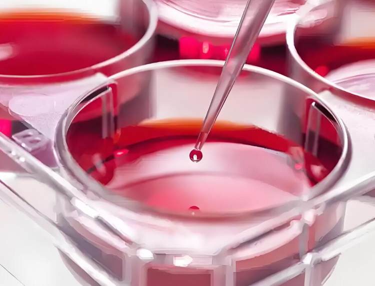 生物药发展带动我国细胞培养基行业增长 目前国产化率较低 高端产品极度依赖进口